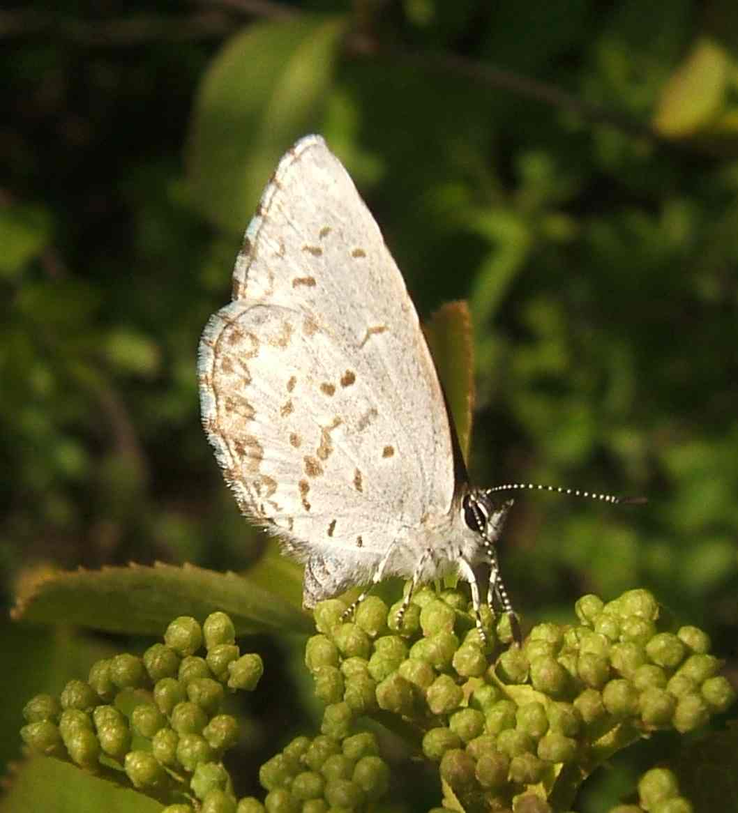 Celastrina lucia Celastrina lucia
